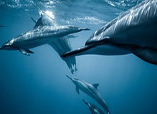 开云APP-澳网即将公布2月8日开赛 澳网协支付所有防疫费用